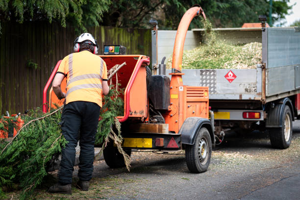 Holyoke, MA Tree Services Company