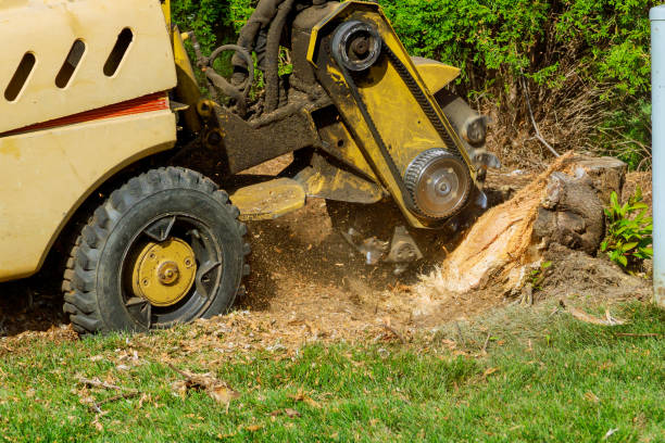 Seasonal Cleanup (Spring/Fall)